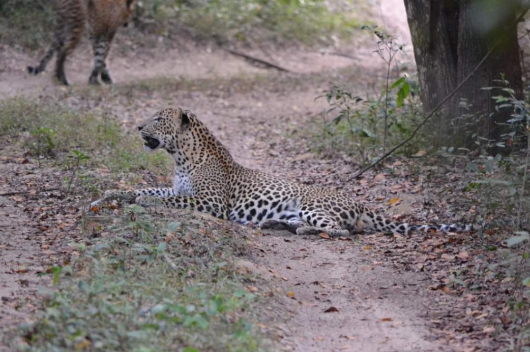 Safari in Yala National Park
